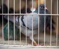 Capture de pigeon à Rive-Sud