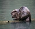Exterminateur de castor à Rive-Sud