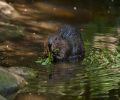 Capture castor Rive-Sud