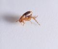 Exterminateur de puces à Rive-Sud