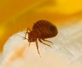 Extermination punaise de lit Rive-Sud
