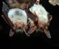 Capture de chauve souris à Rive-Sud