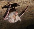 Extermination chauve-souris Rive-Sud