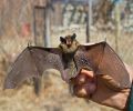 Capture de chauve souris à Rive-Sud