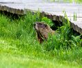 Exterminateur de marmotte à Rive-Sud