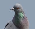 Extermination de pigeon à Rive-Sud
