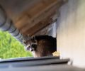 Capture raton laveur Rive-Sud