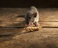 Exterminateur de souris à Rive-Sud